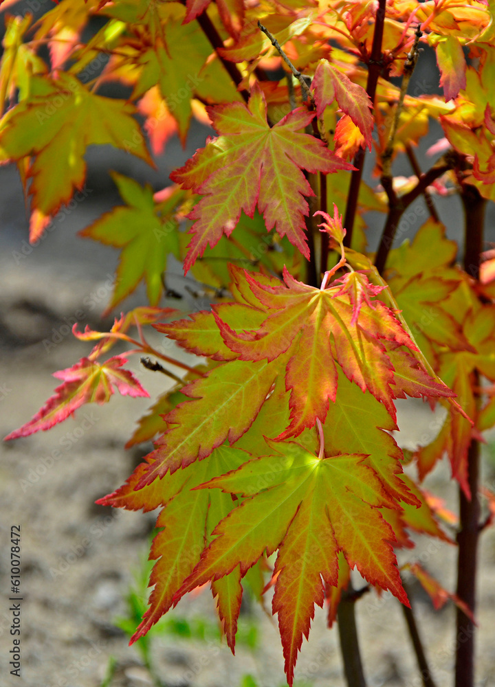 Klon palmowy Orange Dream, (Acer palmatum), klon odmiana Orange Dream, Japanese maple, palmate maple, smooth Japanese maple, Japanese Maple Orange Dream