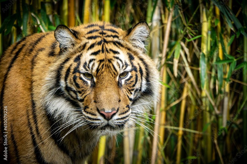 Fototapeta premium Tiger