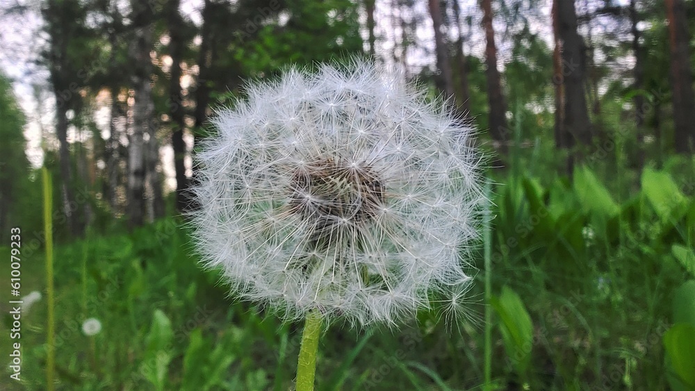 Naklejka premium Dandelion flower against a background of grass and forest. The seeds are ripe and ready to disperse when the wind blows