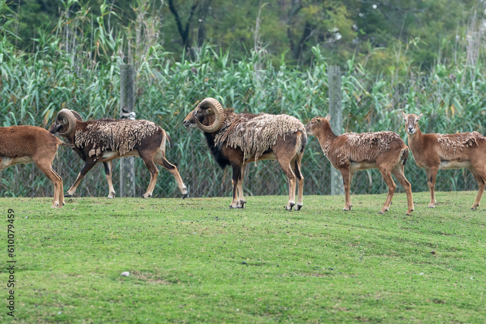 Herds of animals in the Parque Zoologico Lecoq in the capital of Montevideo in Uruguay Herds of animals in the Parque Zoologico Lecoq in the capital of Montevideo in Uruguay
