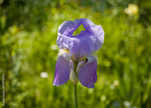 Light blue iris flower, very beautiful, bright and delicate against a blurred background of summer greenery.