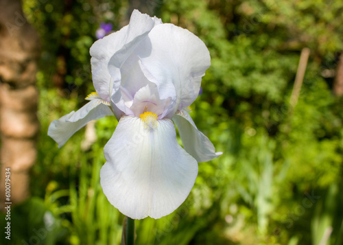 White iris flower with a bluish tint, very beautiful, bright and delicate against a blurred background of summer greenery.