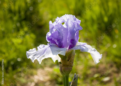 Light blue iris flower, very beautiful, bright and delicate against a blurred background of summer greenery.