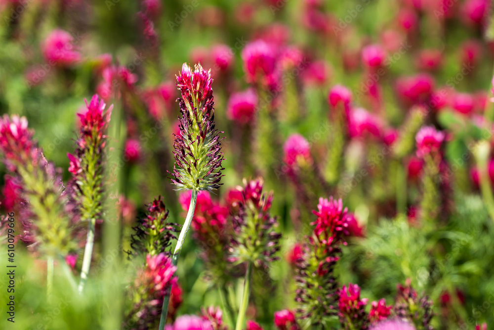 Agricultural crop red Clover incarnate - Trifolium incarnatum in the field. Agricultural crop red Clover incarnate - Trifolium incarnatum in the field.