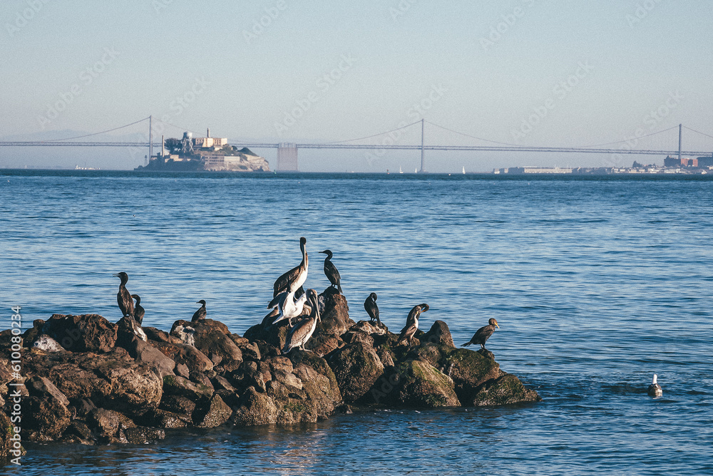 San Francisco. Birds and Pelicans infront of Alcatraz at the shore of the bay