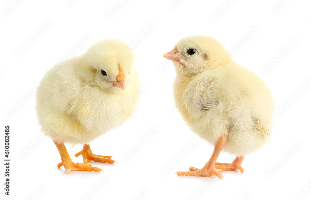 Cute little chicks on white background