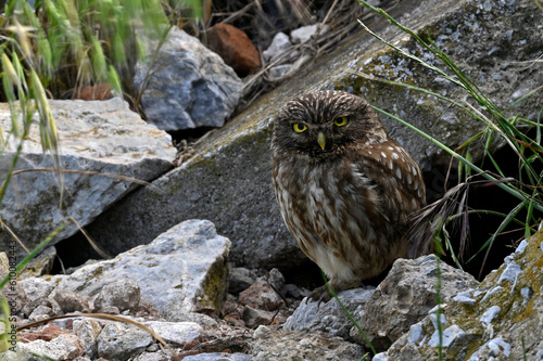 Little Owl sits in construction rubble // Steinkauz sitzt im Bauschutt (Athene noctua) photo