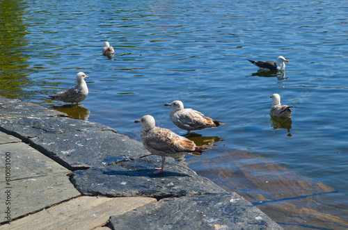 Möwen in Norwegen photo