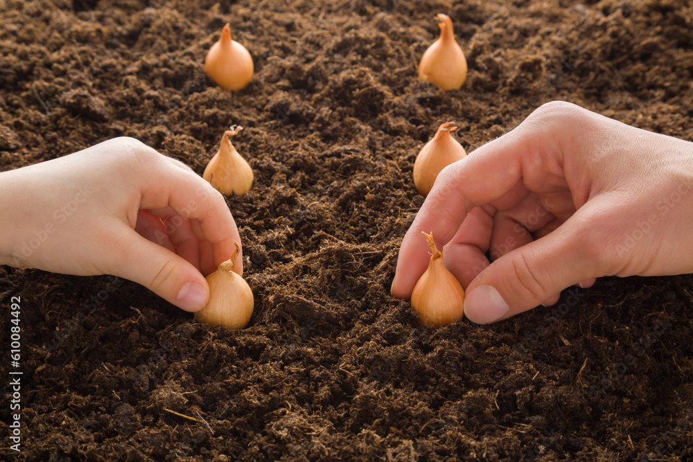 Young adult mother and little child hands planting onion bulbs in brown soil. Closeup. Child involvement in gardening. Preparation for garden season in spring. Front view. Young adult mother and little child hands planting onion bulbs in brown soil. Closeup. Child involvement in gardening. Preparation for garden season in spring. Front view.