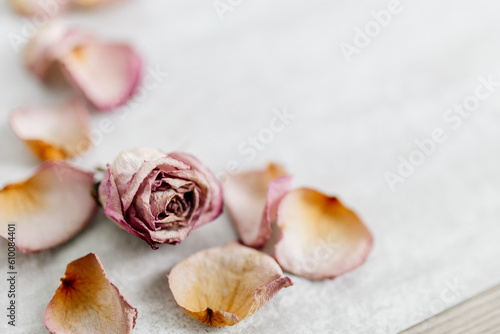 Pink-yellow rose petals and a whole rose lie on a gray beautiful background. Dry flowers are scattered on a plain background