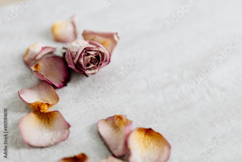 Pink-yellow rose petals and a whole rose lie on a gray beautiful background. Dry flowers are scattered on a plain background