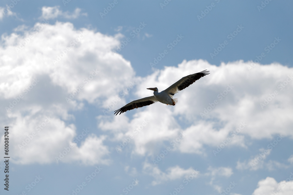 Pelicans in Mexico