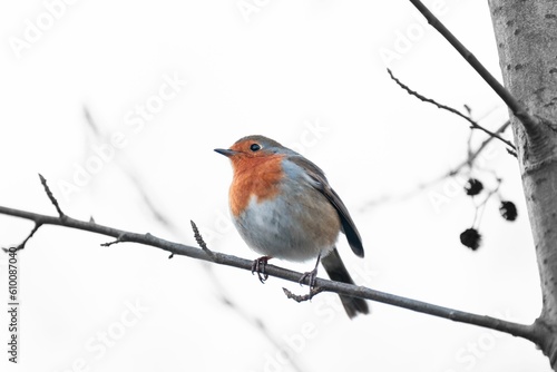 Small robin perched on a bare tree branch, gazing back intently