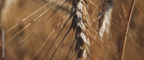 Wheat field with spikelets close up  background with wheat spikelets. Agricultural wheat field under blue sky. Rich harvest theme. Rural autumn landscape with ripe golden wheat. Banner.