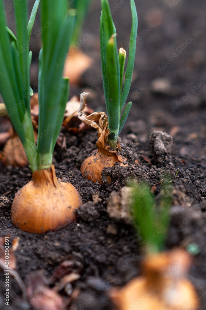 Sprouted onion bulbs in the ground. Selective focus. nature. Sprouted onion bulbs in the ground. Selective focus. nature.