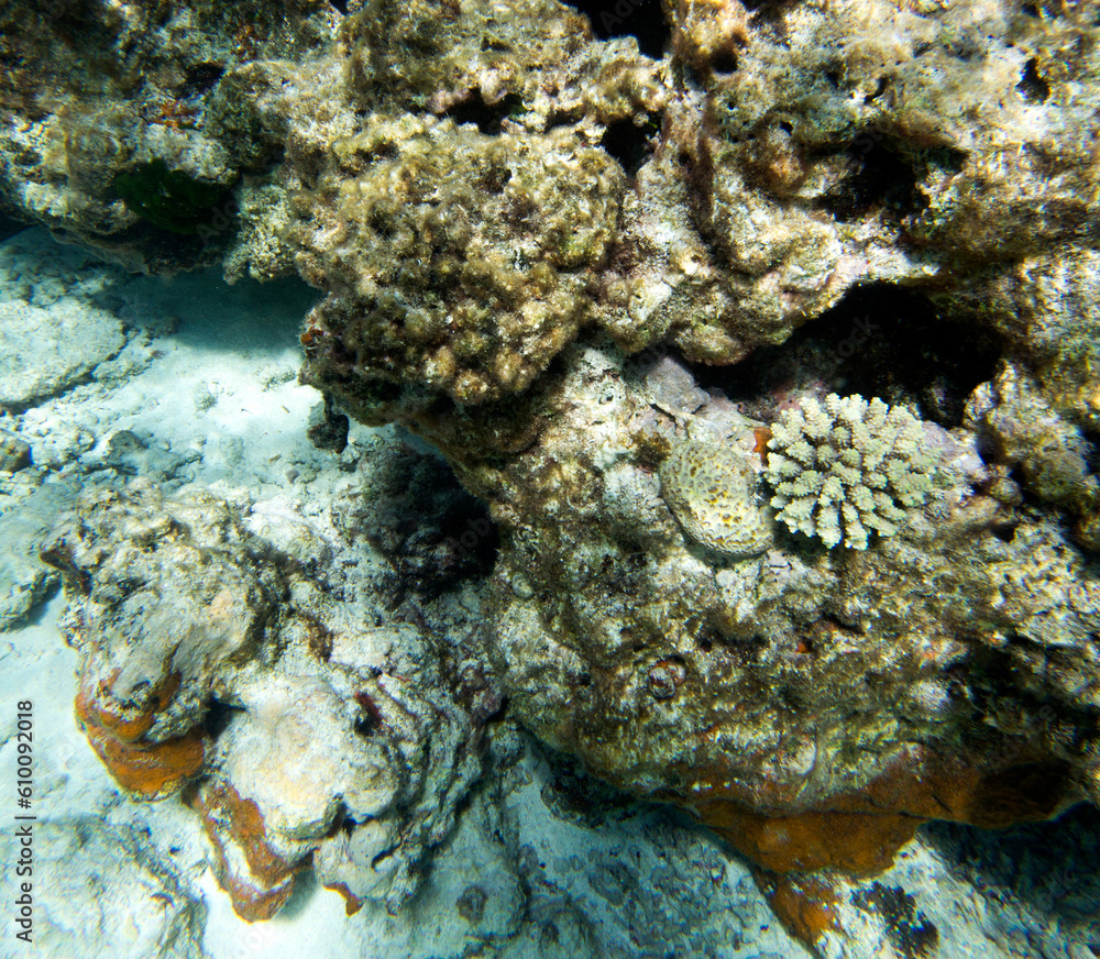 View of coral in lagoon