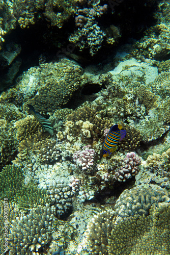 View of coral reef in Sharm El Sheik