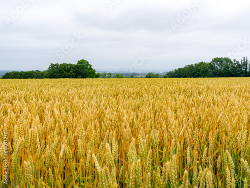 十勝で撮影した小麦畑（北海道）