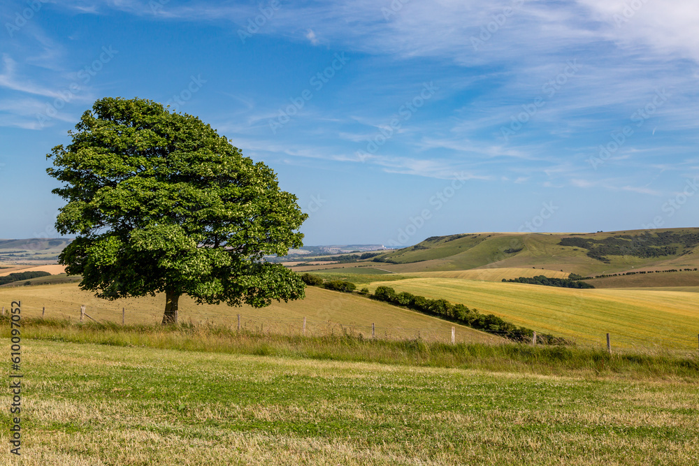 An idyllic view over the South Downs with a tree in the foreground