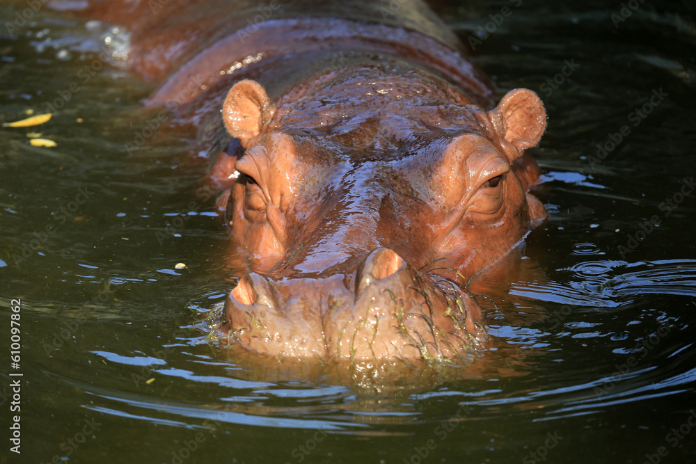 Fototapeta premium Flusspferd / Nilpferd
