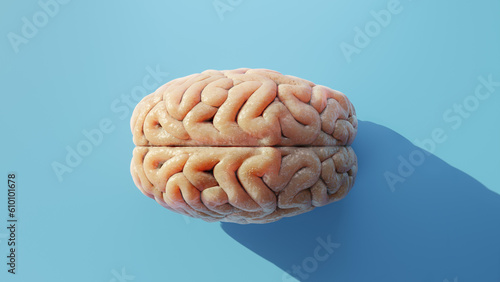 Realistic human brain top down 3d illustration with blue background