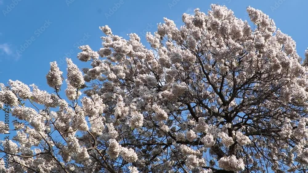 Flowering bignoniaceae ornamental tree with ivory white abundant flowers in the blowing of the wind on blue sky in spring