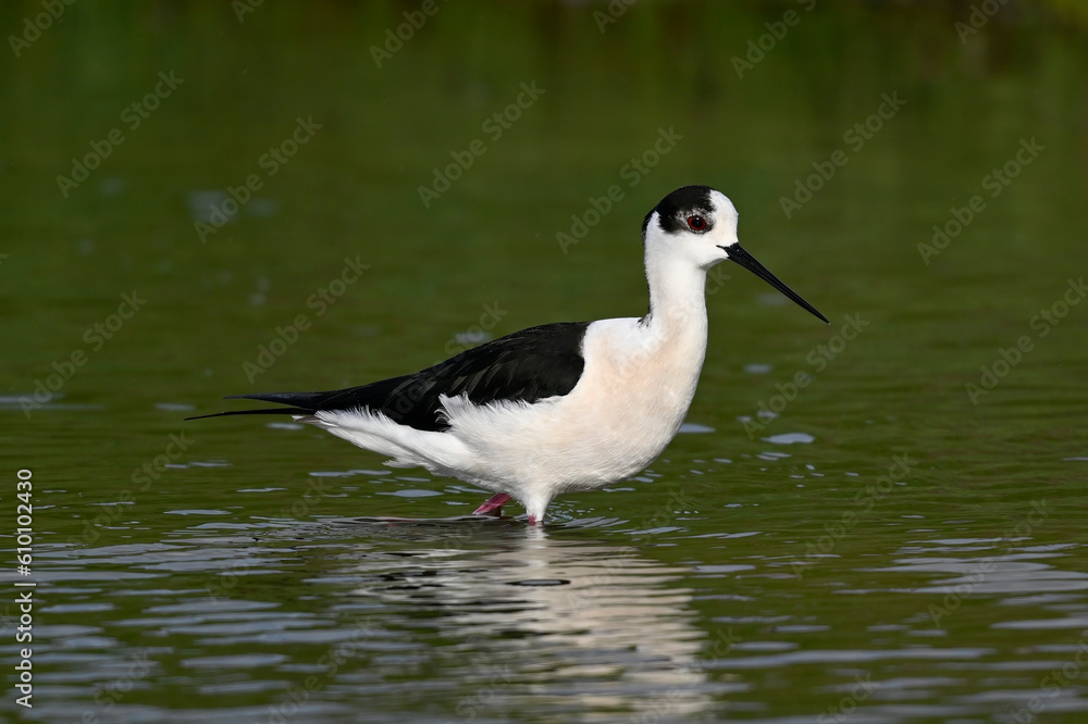 Black-winged stilt // Stelzenläufer (Himantopus himantopus) - Axios-Delta, Greece