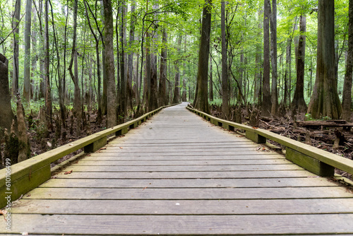 Fototapeta Naklejka Na Ścianę i Meble -  Congaree National Park, South Carolina, Boardwalk Loop, an elevated walkway through the old-growth bottomland hardwood forest and swampy environment that protects delicate fungi and plant life.