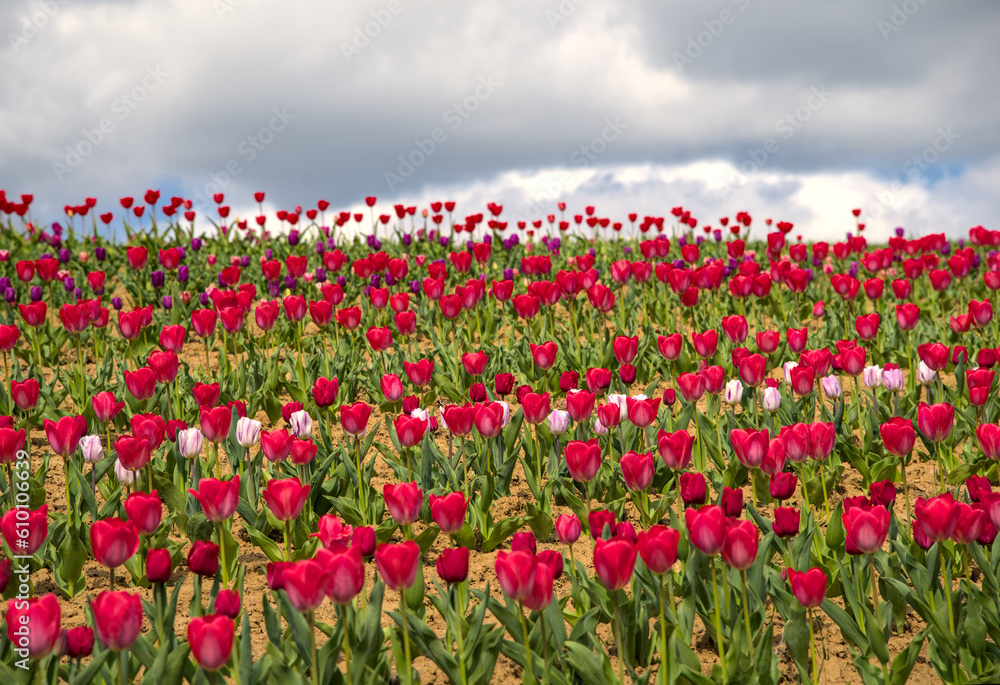 A large field of red tulips in front of the blue sky