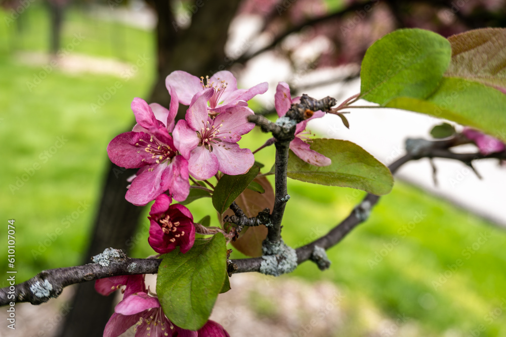 Pink crab apple blossoms. Malus coronaria, also known by the names