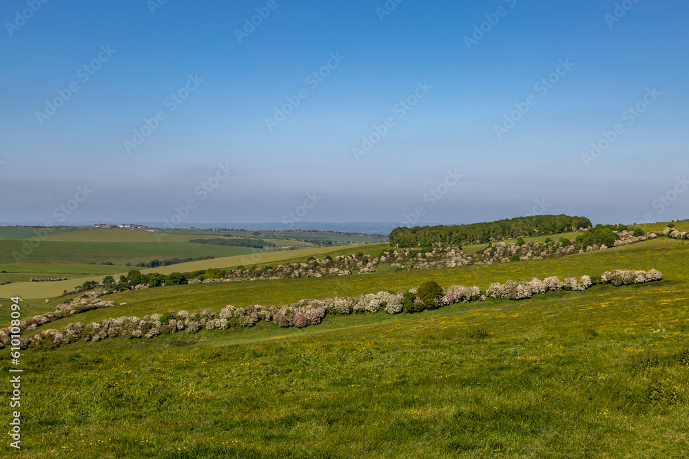 Fototapeta premium A rural South Downs view near Falmer in Sussex, with a blue sky overhead