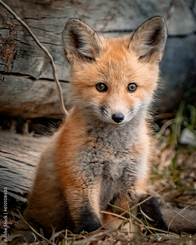 Fototapeta premium Baby Fox in Montana