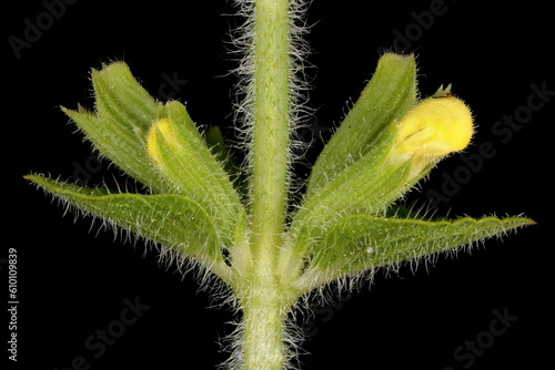 Annual Clary (Salvia viridis). Flower Buds Closeup photo