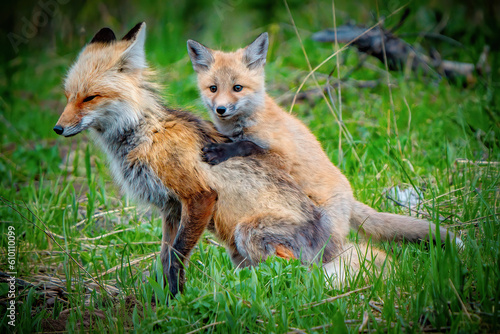 Red Fox mom and baby.