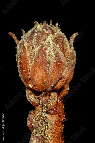 Marsh Labrador Tea (Rhododendron tomentosum). Terminal Floral Bud Closeup photo