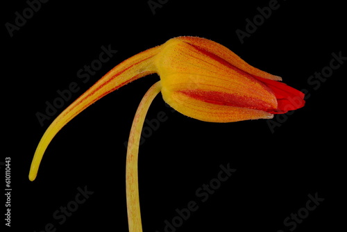 Nasturtium (Tropaeolum majus). Flower Bud Closeup