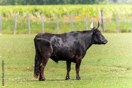 Black Camarque bull in a pasture near Aigues-Mortes in France