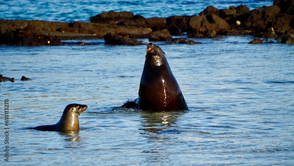 seals in the water