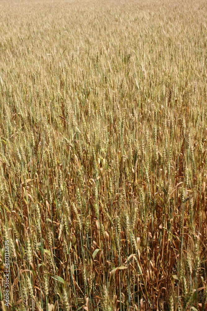 Imature wheat field - vertical