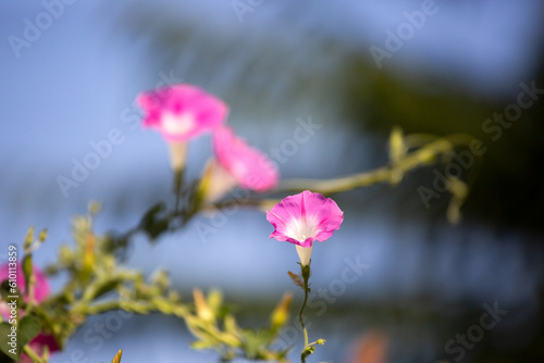 Morning glory - Ipomoea purpurea flower in natural habitat