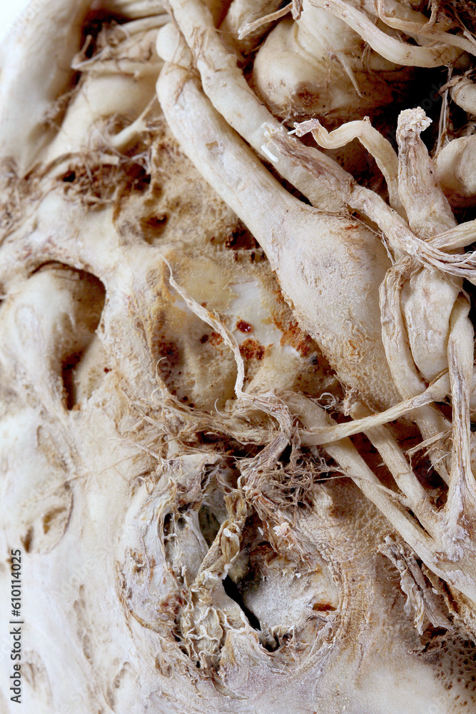 Close up Macro of Celeriac, AKA celery root Close up Macro of Celeriac, AKA celery root