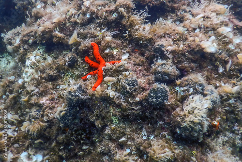 Red Starfish on the Sea Floor (Echinaster sepositus) Underwater
