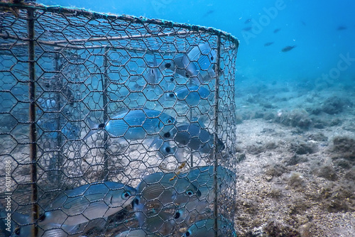 Underwater fish trap, fishes inside trap