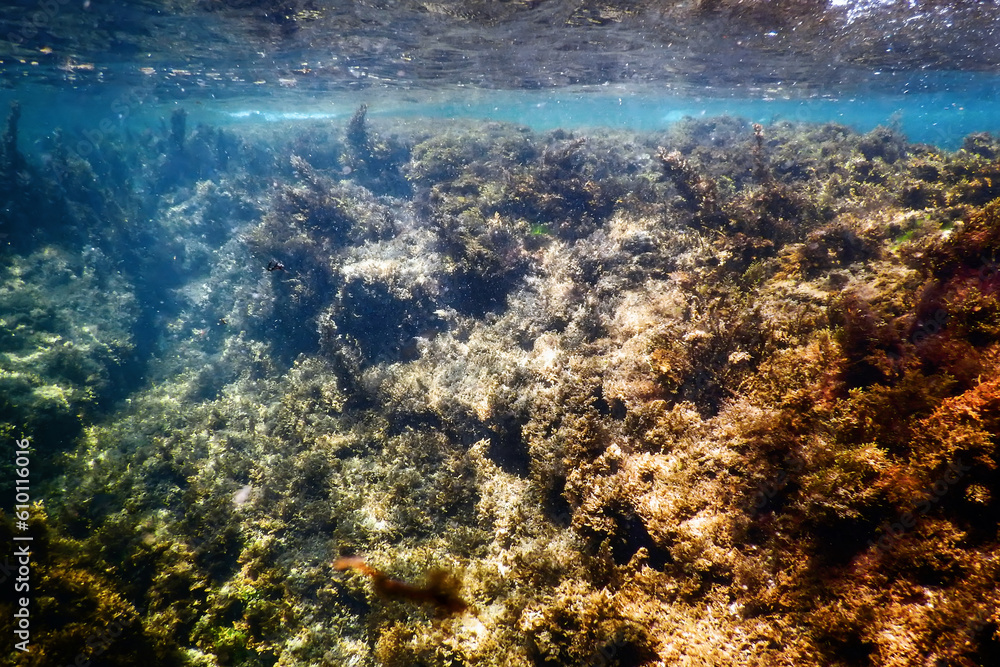 Obraz premium Seaweed, Seaweed Underwater, Seaweed Shallow Water