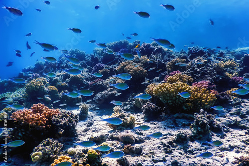 Underwater view of the coral reef  Tropical waters