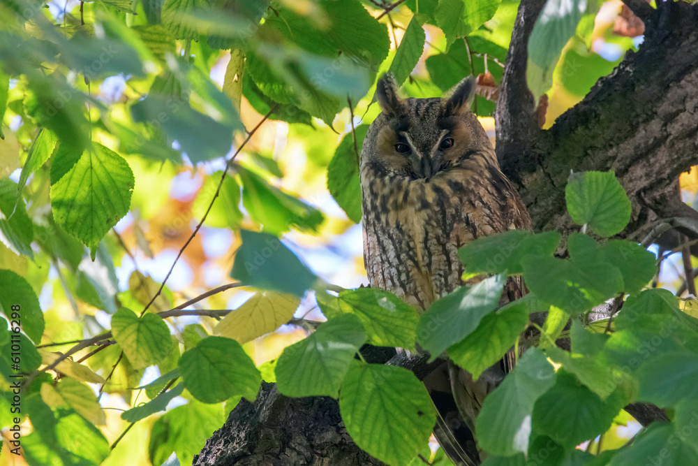 Fototapeta premium Long Eared Owl sitting on a tree (Asio otus)
