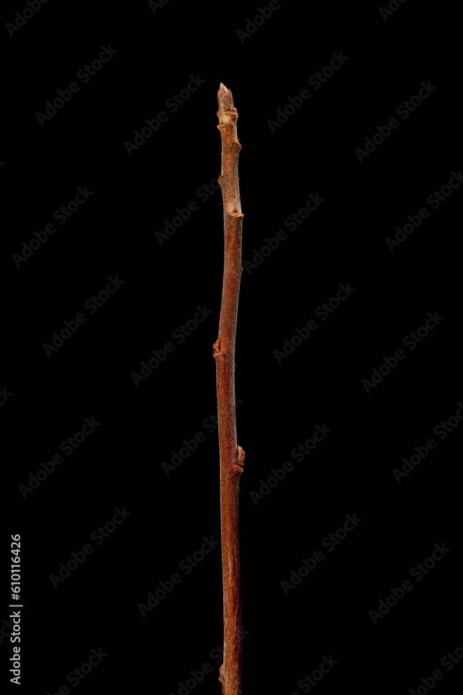 Golden Currant (Ribes aureum). Wintering Twig Closeup Golden Currant (Ribes aureum). Wintering Twig Closeup