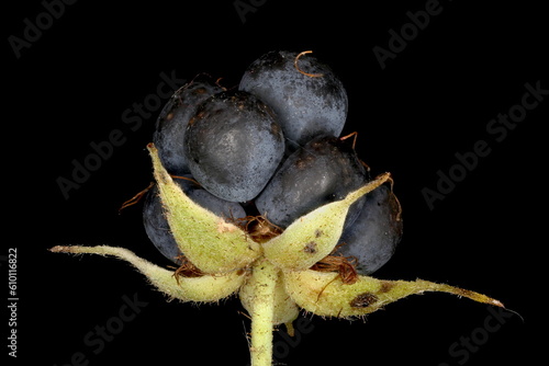 Cuadro en lienzo Dewberry (Rubus caesius). Fruit Closeup