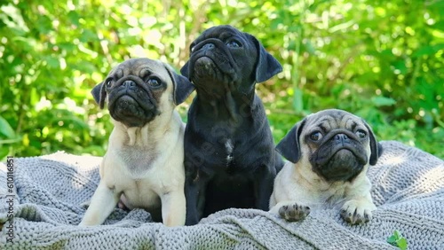 three cute little puppies pug are sitting in a basket with a plaid looking around outside. dogs look from side to side. concept of cute funny pets. 
