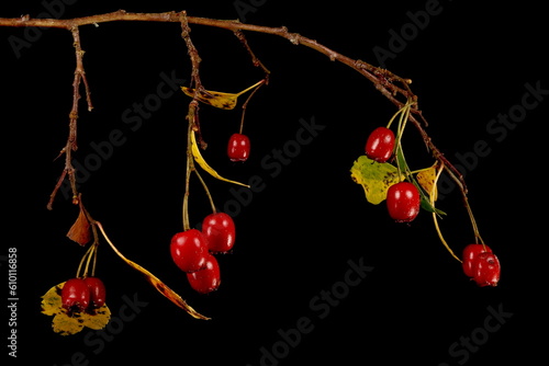 Common Hawthorn (Crataegus monogyna). Infructescence Closeup photo